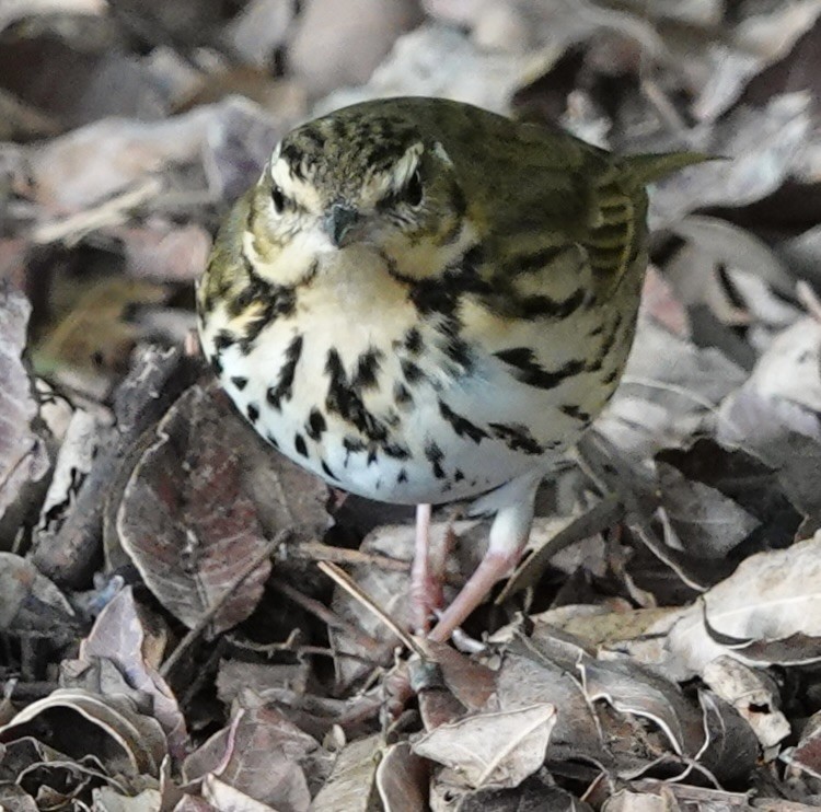 Olive-backed Pipit - ML644703634