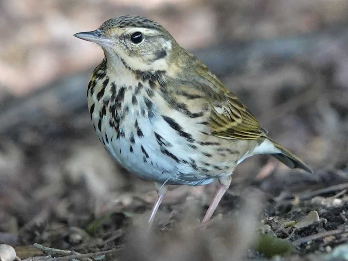 Olive-backed Pipit - ML644703635