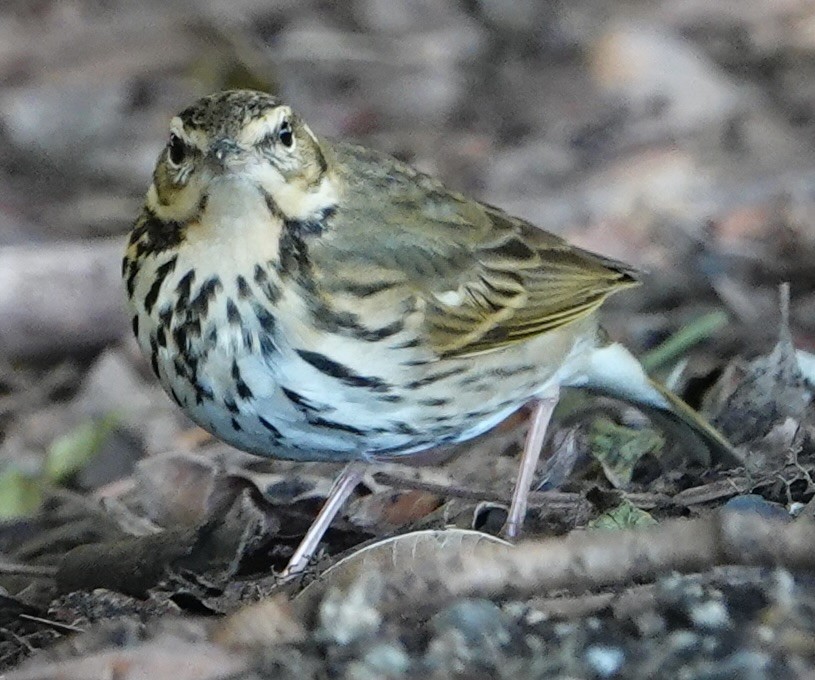 Olive-backed Pipit - ML644703636