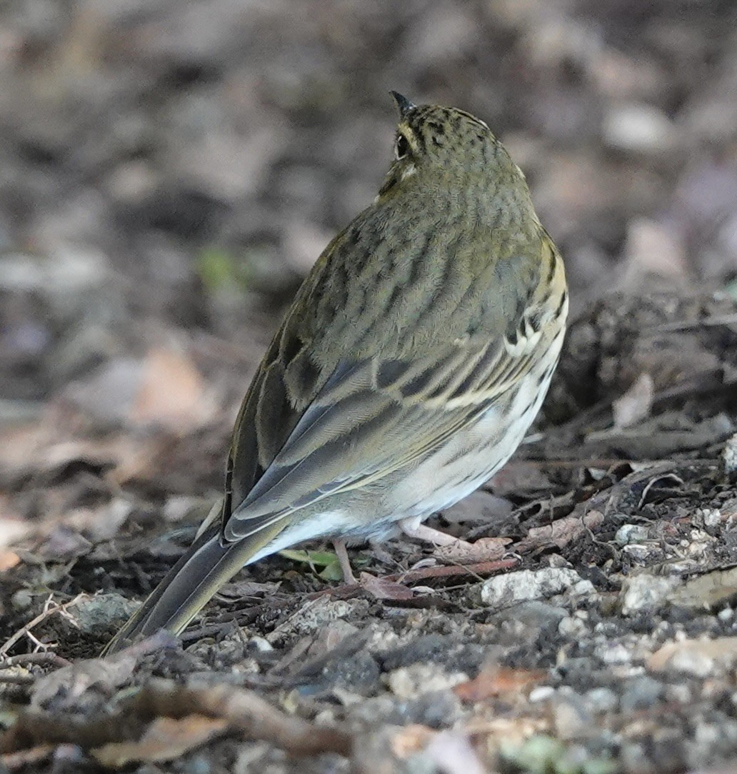 Olive-backed Pipit - ML644703637
