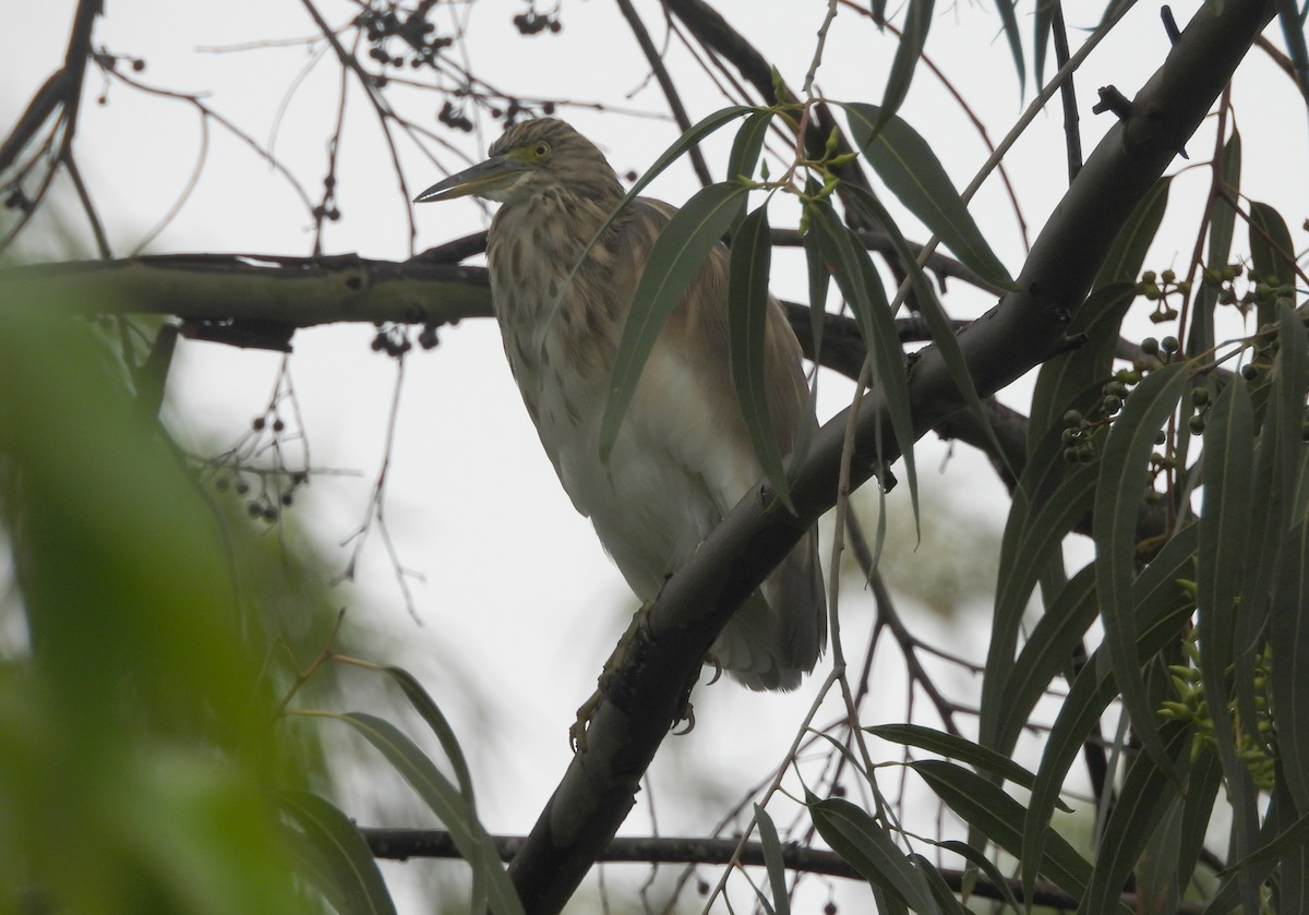 Paddyreiher - ML644703643