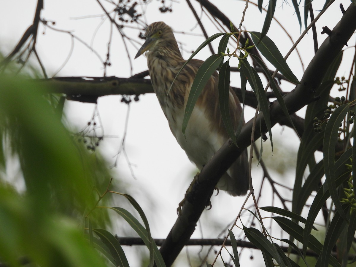 Paddyreiher - ML644703644