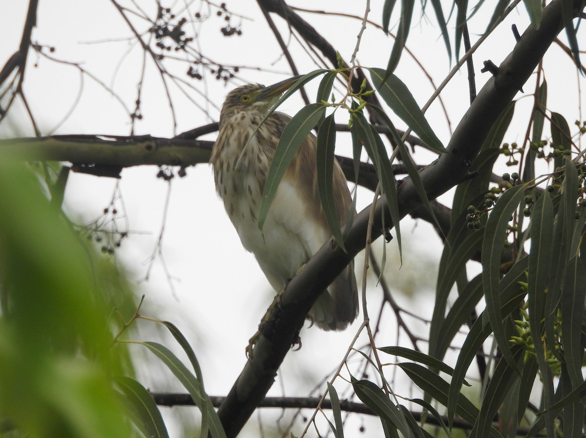 Paddyreiher - ML644703645