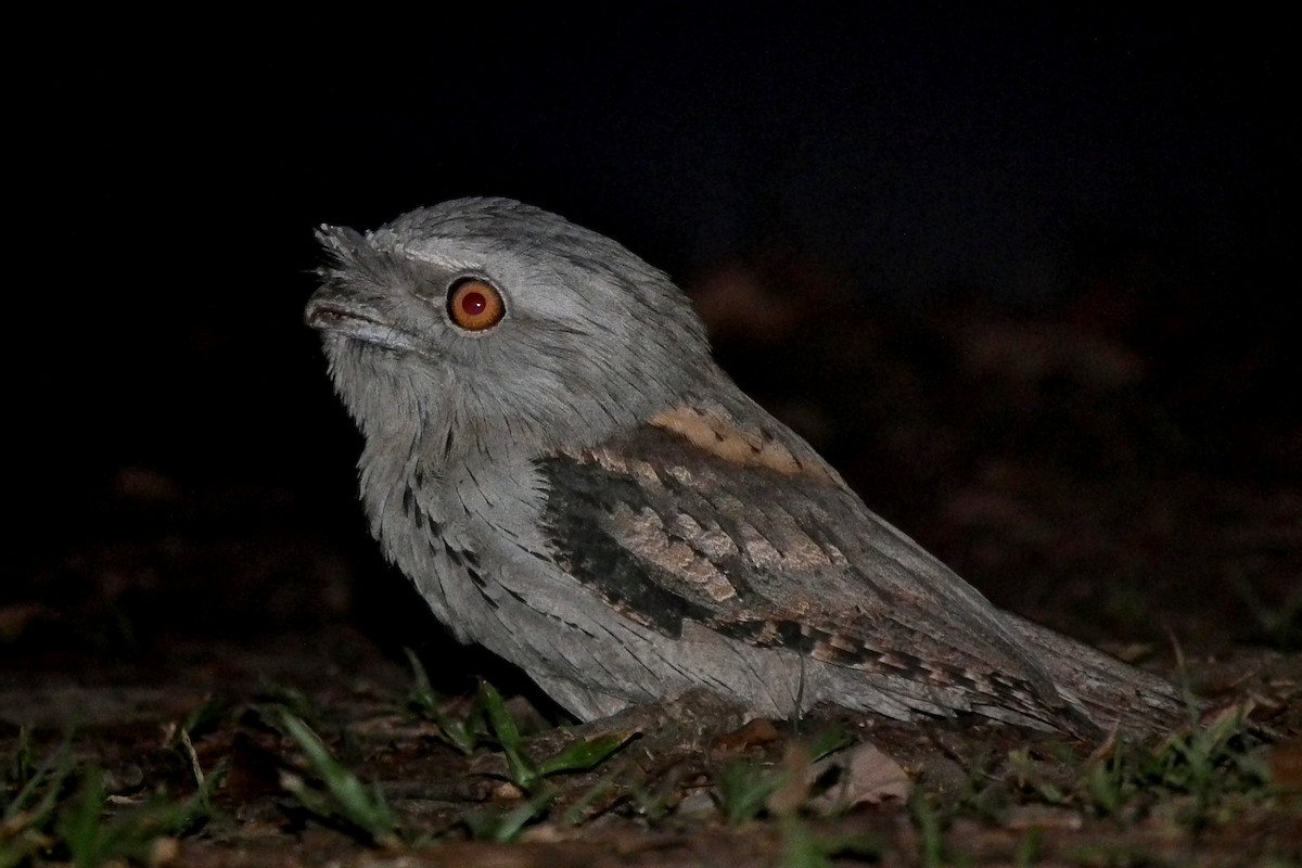 Avustralya Kocaağzı - ML644703657