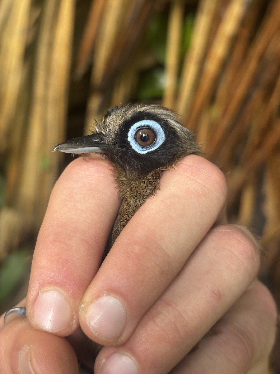 Hairy-crested Antbird - ML644703659