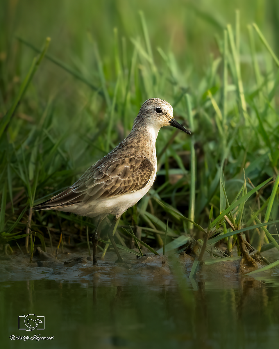 Одой элсэг - ML644703675
