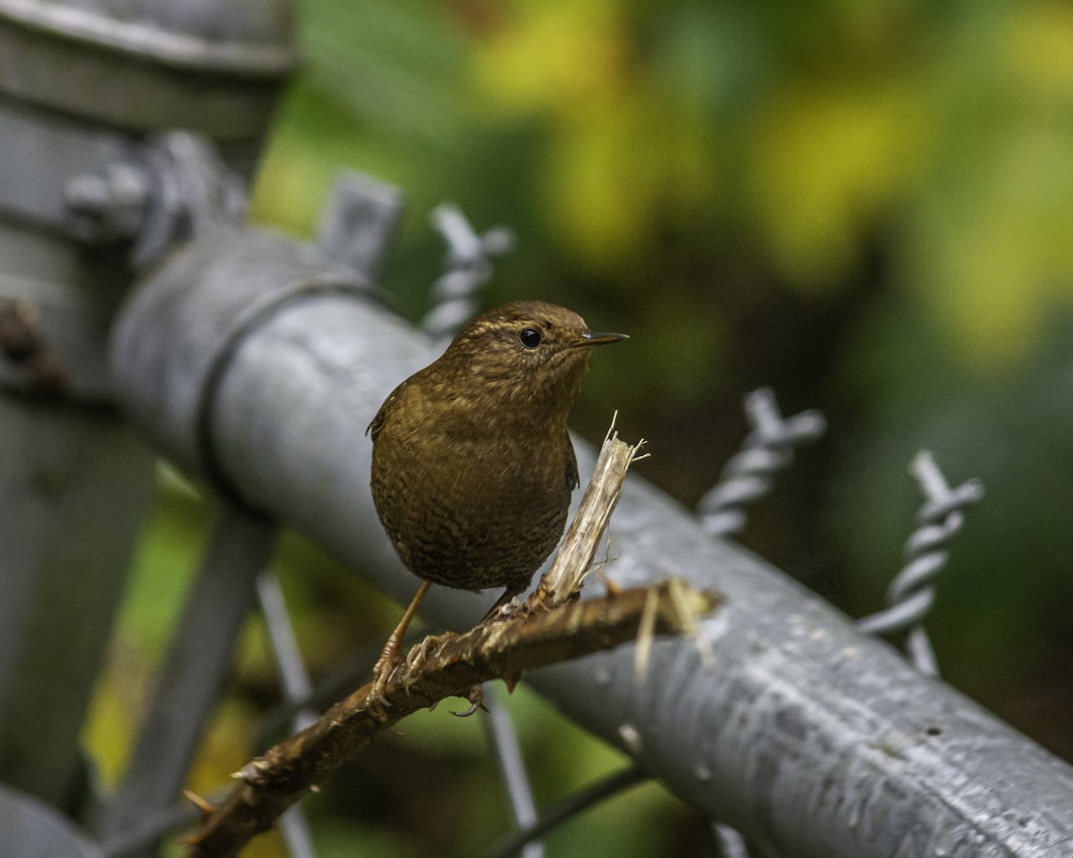Pacific Wren - ML644703679