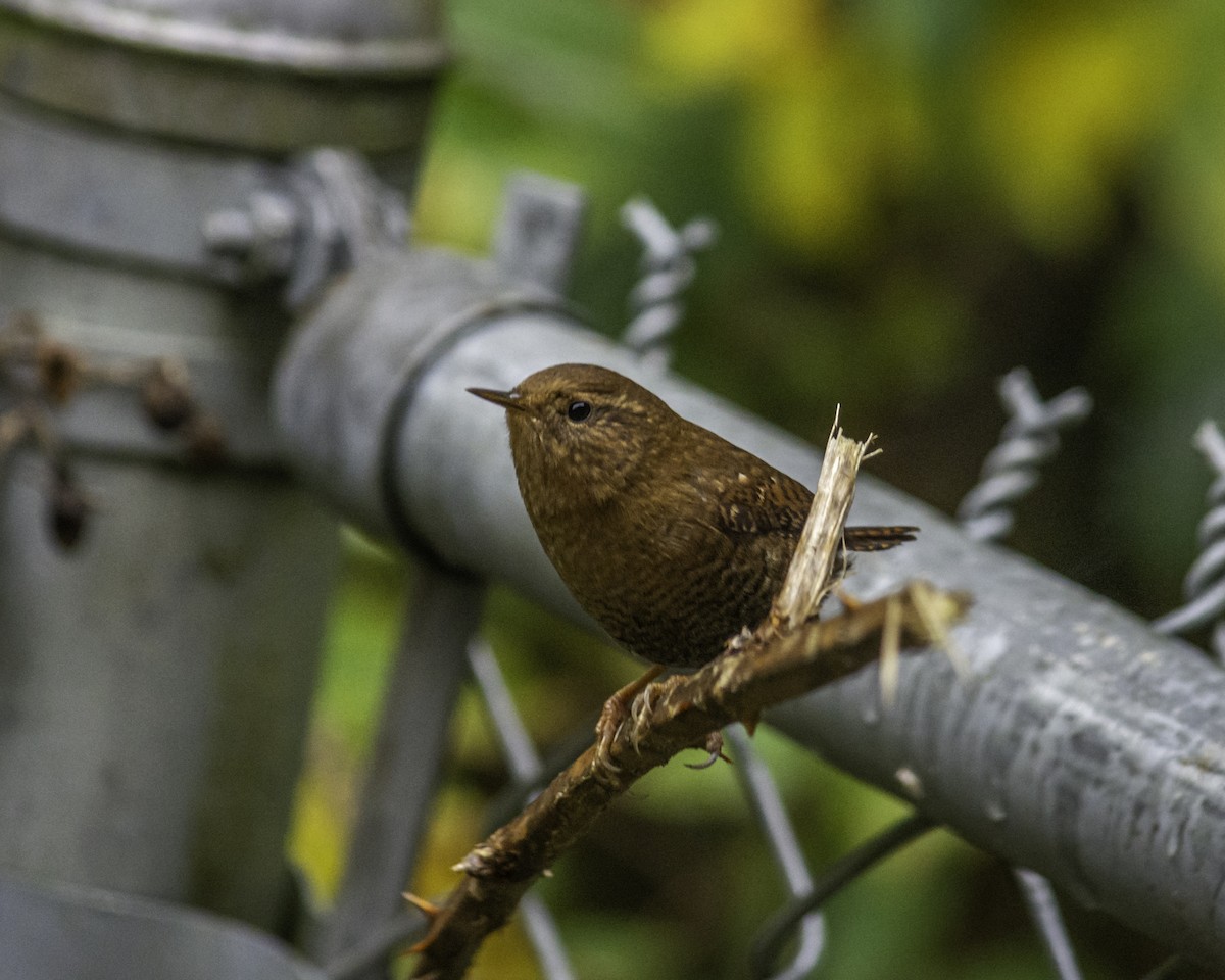 Pacific Wren - ML644703680