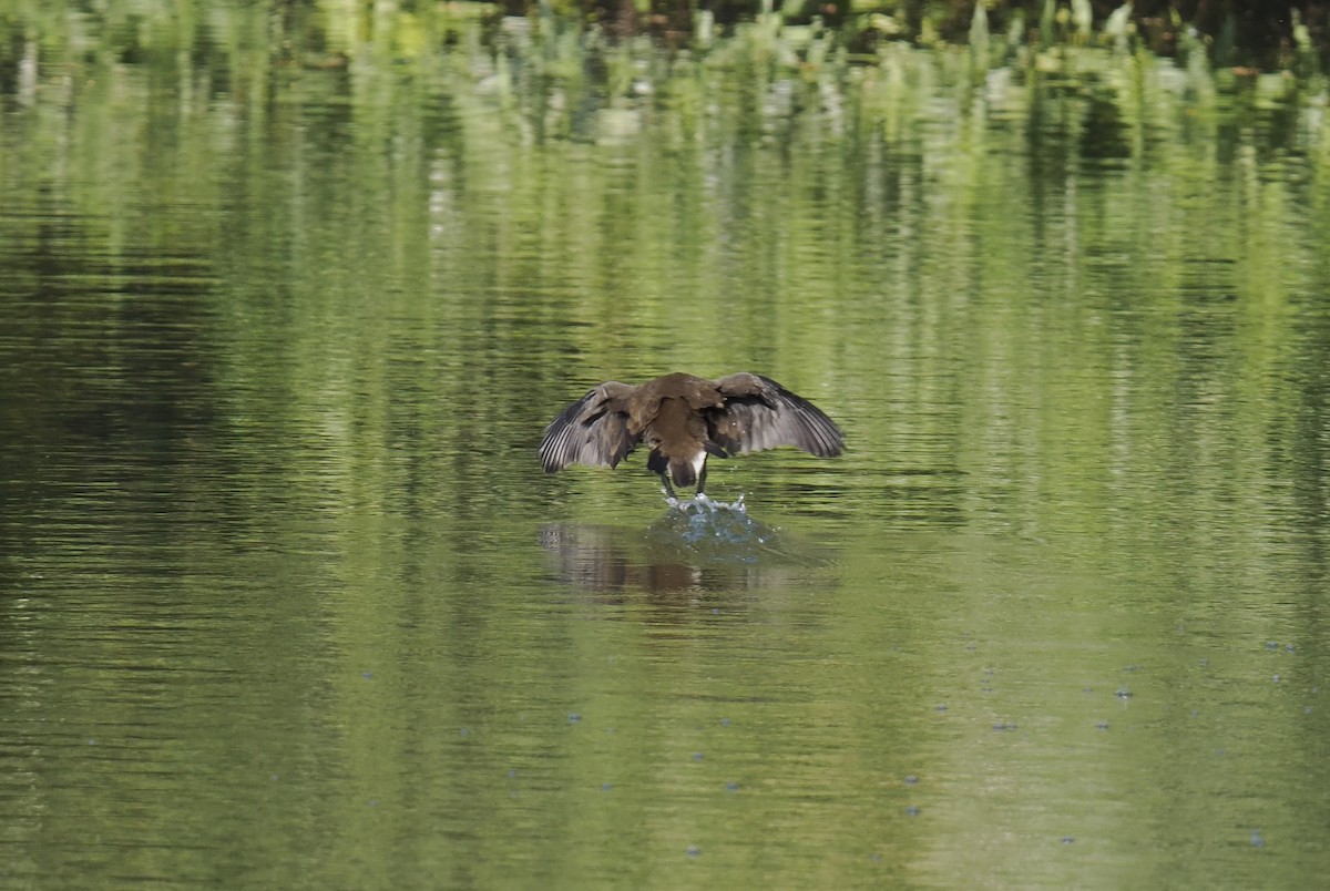 Gallinule poule-d'eau - ML644703683