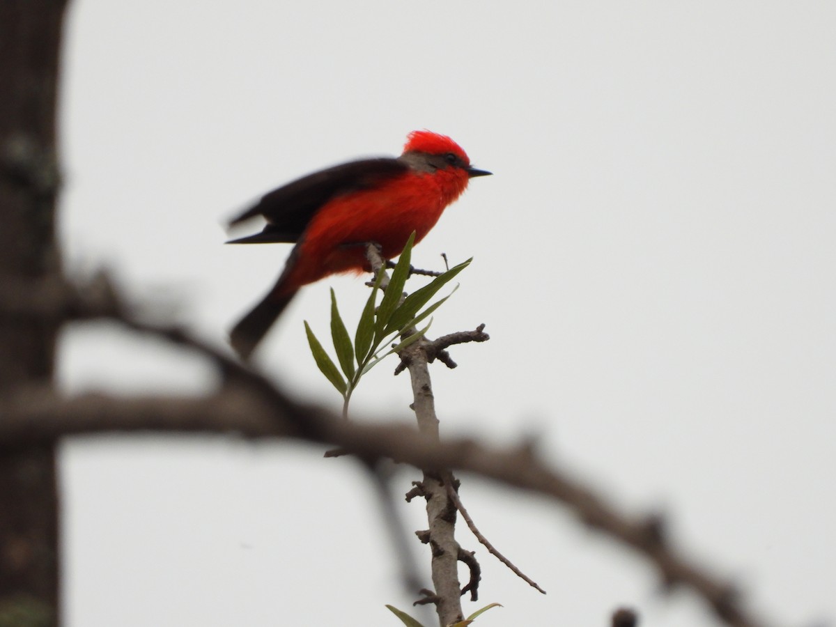 Moucherolle vermillon - ML644703684