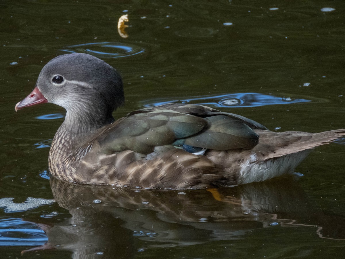 Mandarin Duck - ML644703689