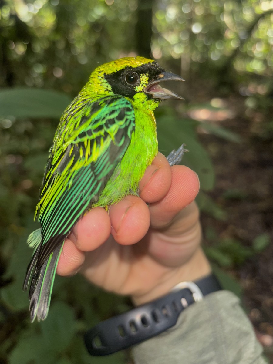 Green-and-gold Tanager - ML644703691