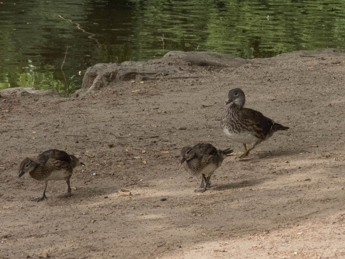 Mandarin Duck - ML644703692
