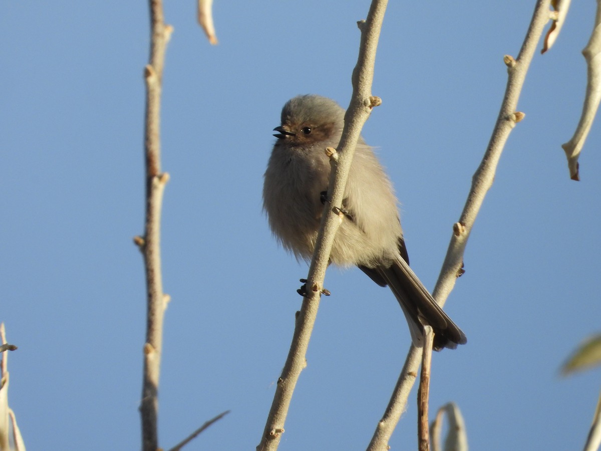 Bushtit - ML644703698