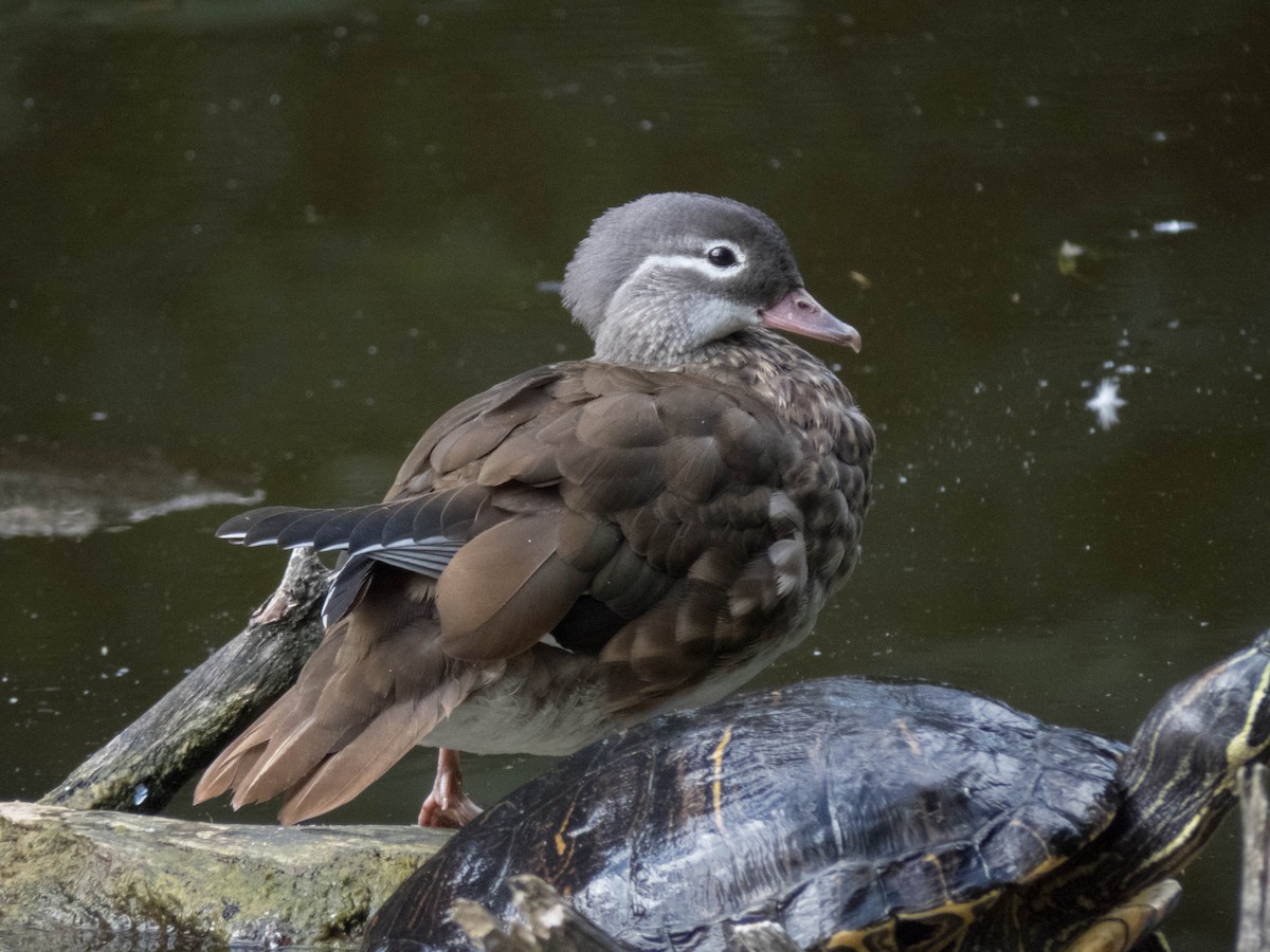 Mandarin Duck - ML644703702