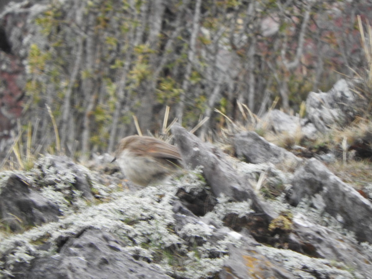 Streak-throated Canastero - ML644703714