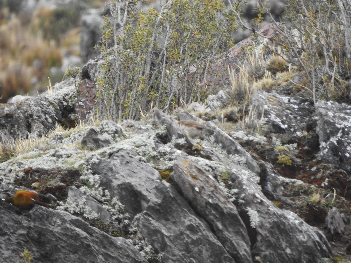 Streak-throated Canastero - ML644703715