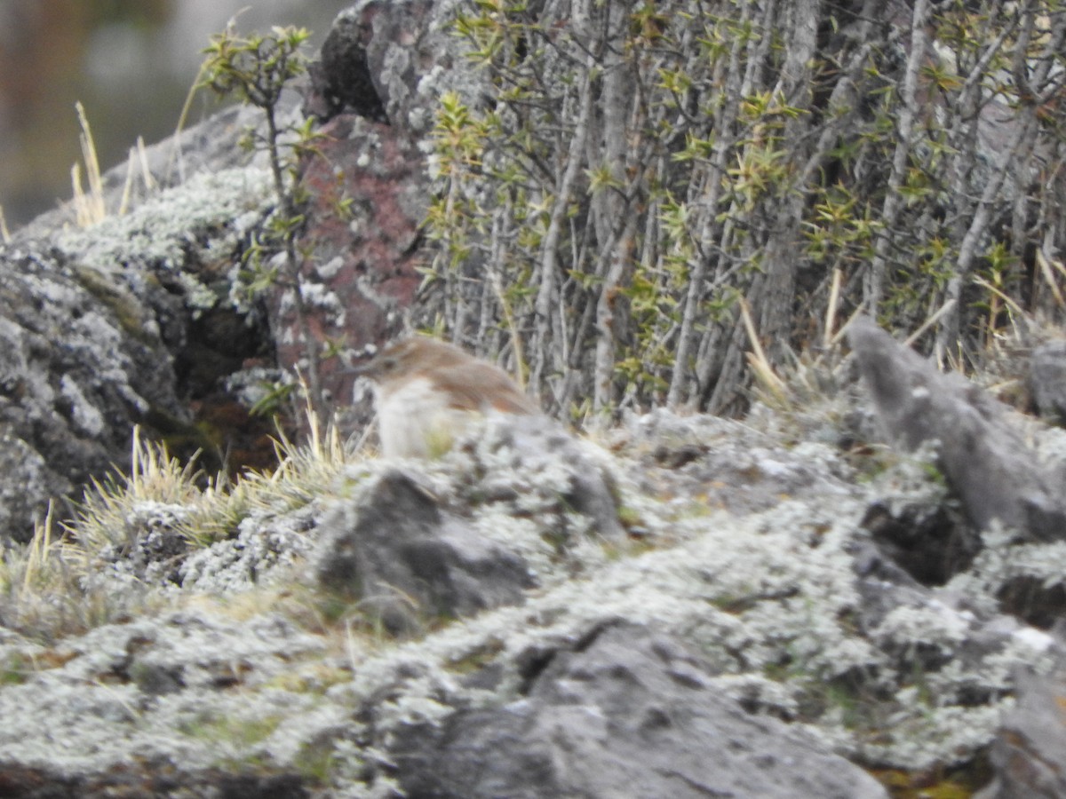 Streak-throated Canastero - ML644703716