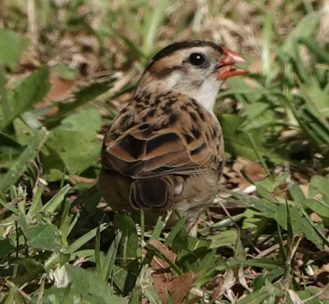 Pin-tailed Whydah - ML644703743