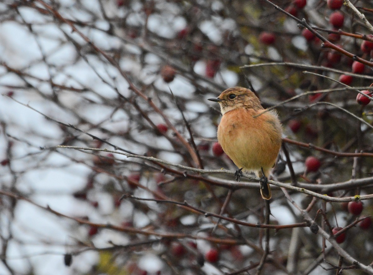 European Stonechat - ML644703746