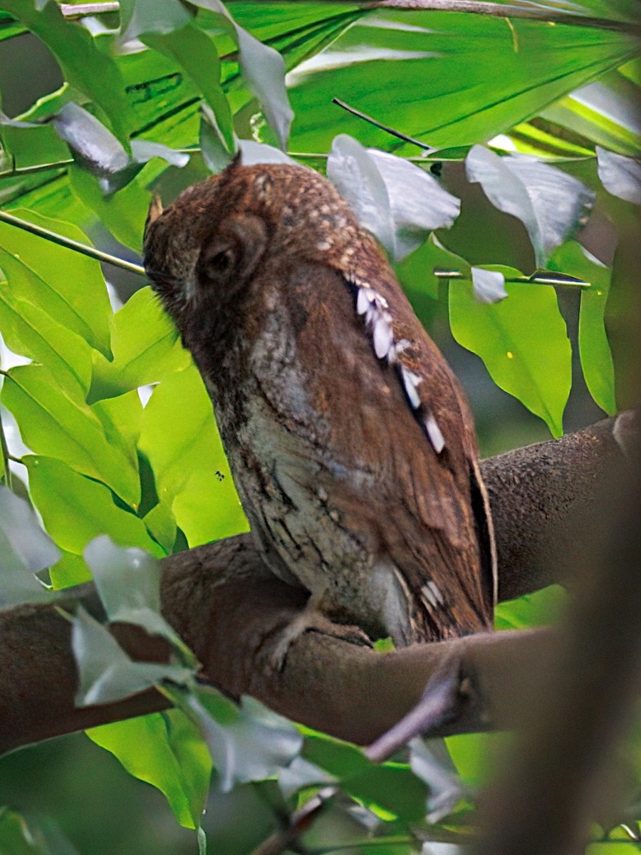 Восточная сплюшка - ML644703747