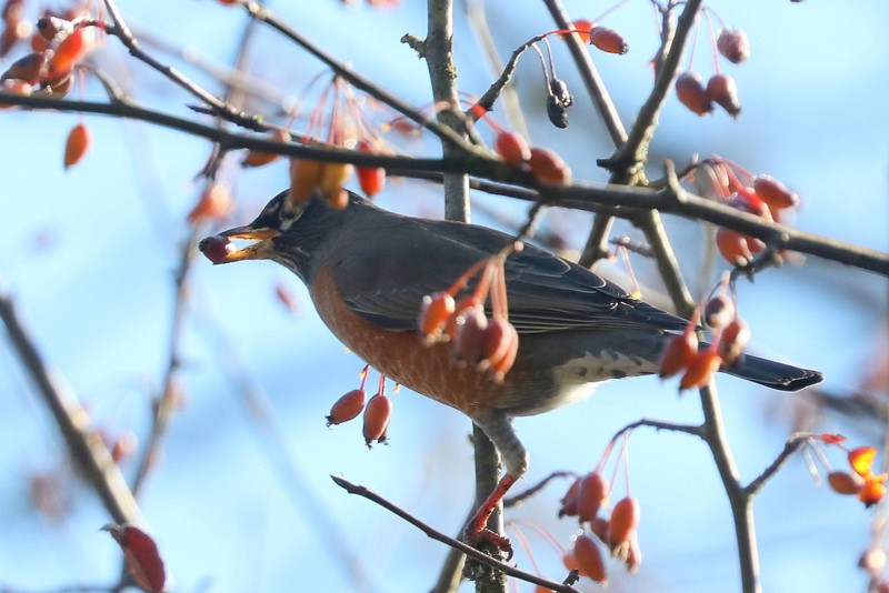 コマツグミ - ML644703749