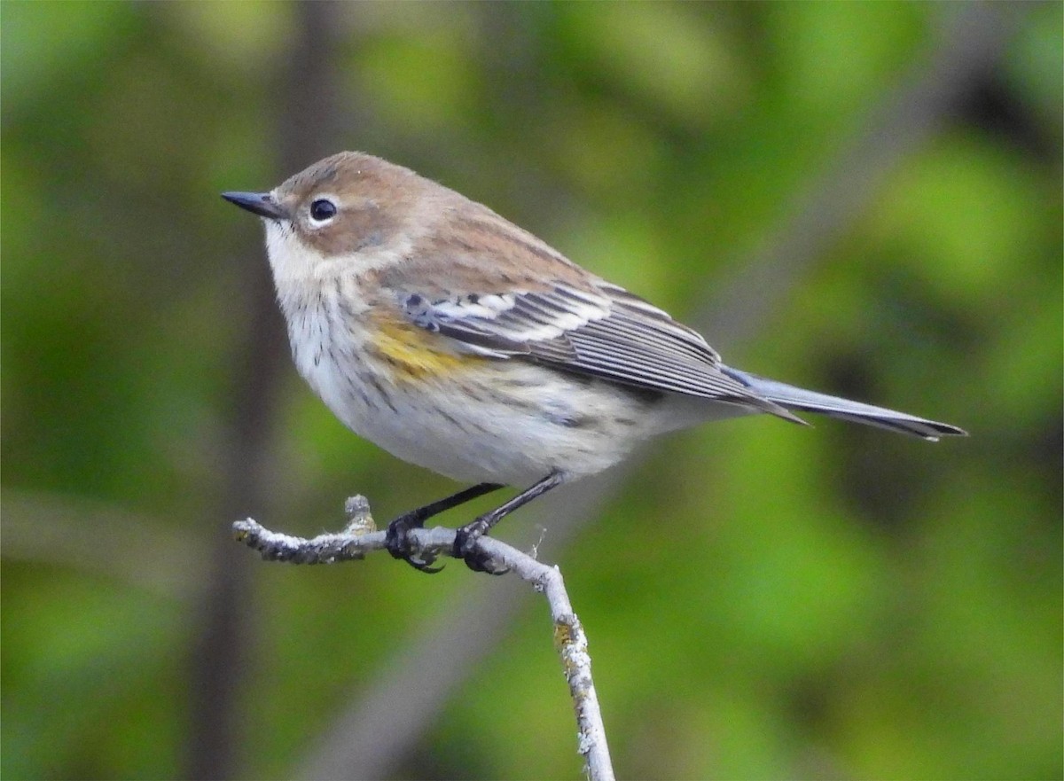 Yellow-rumped Warbler - ML644703751