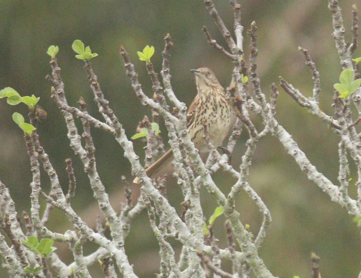 Cuitlacoche Rojizo - ML644703753