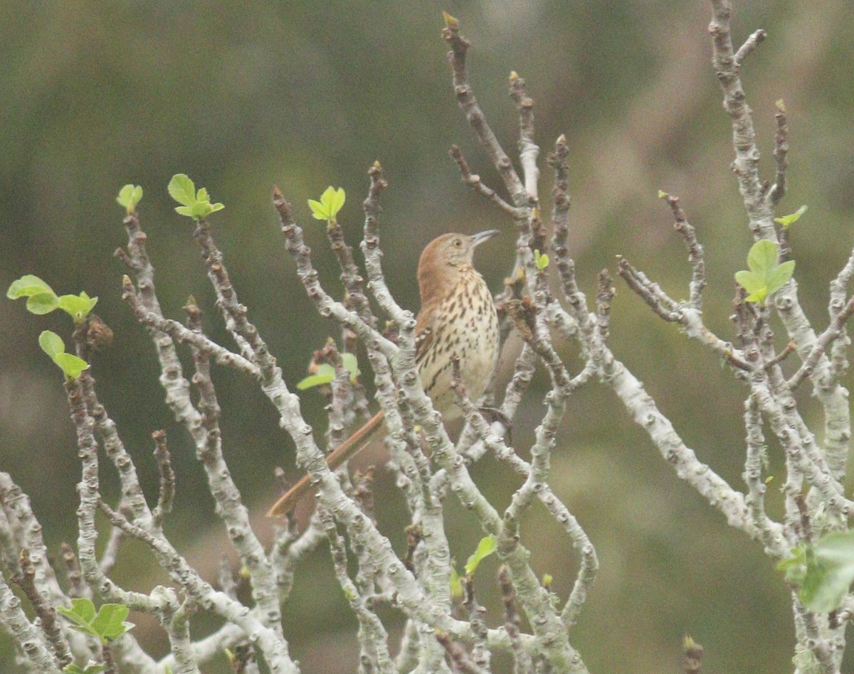 Cuitlacoche Rojizo - ML644703754