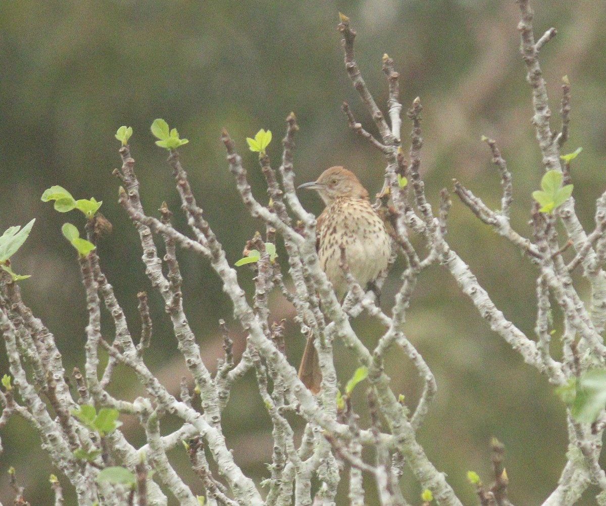 Cuitlacoche Rojizo - ML644703755