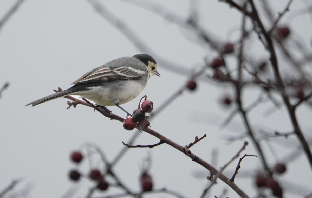 Lavandera Blanca (Enlutada) - ML644703756