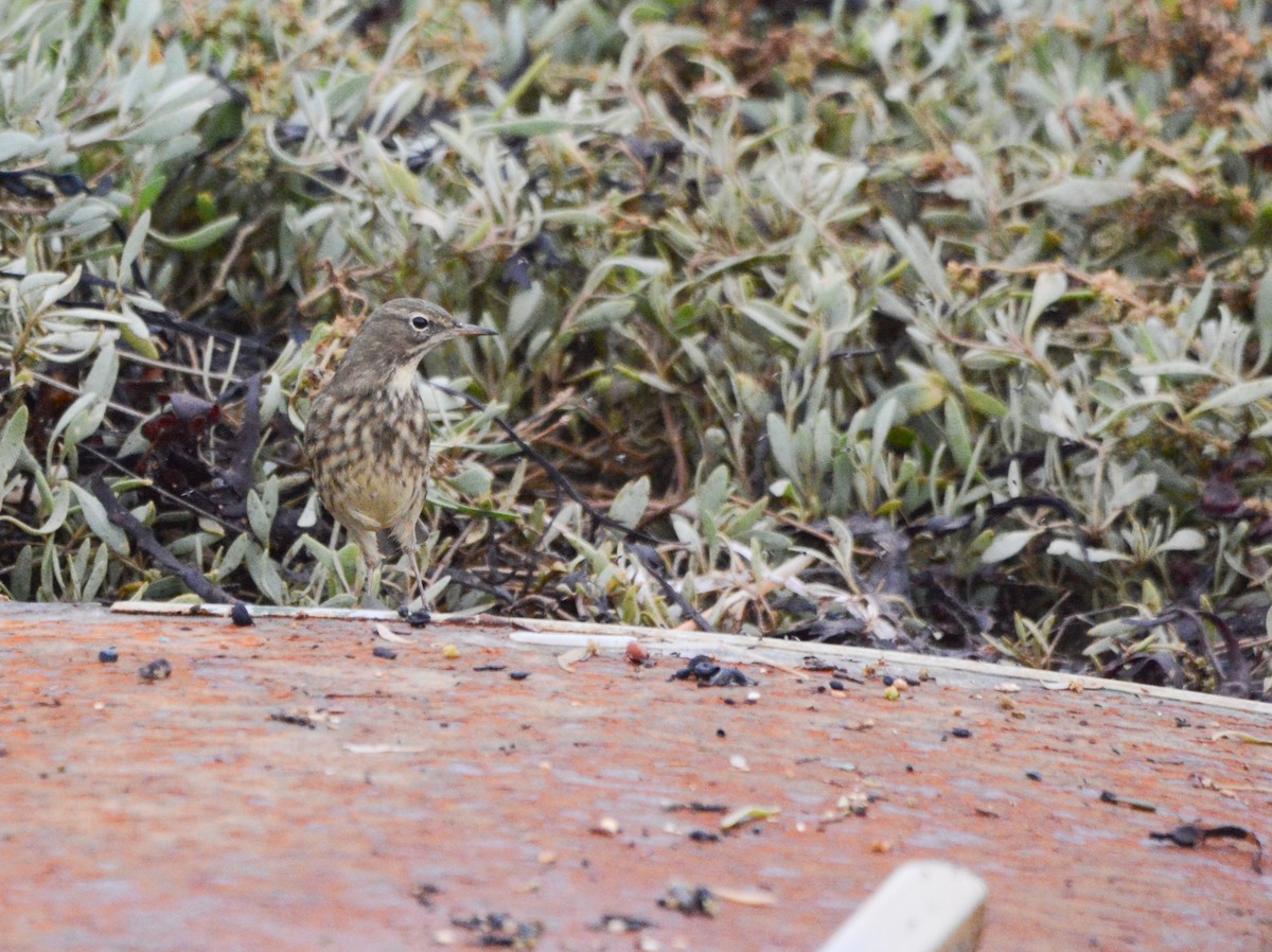 Rock Pipit - ML644703767