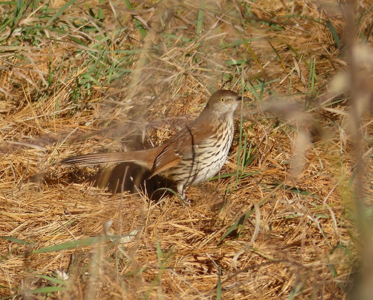 Cuitlacoche Rojizo - ML644703769
