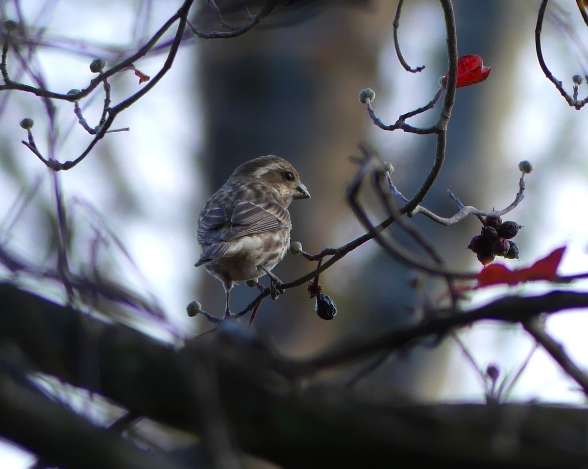 Purple Finch - ML644703776
