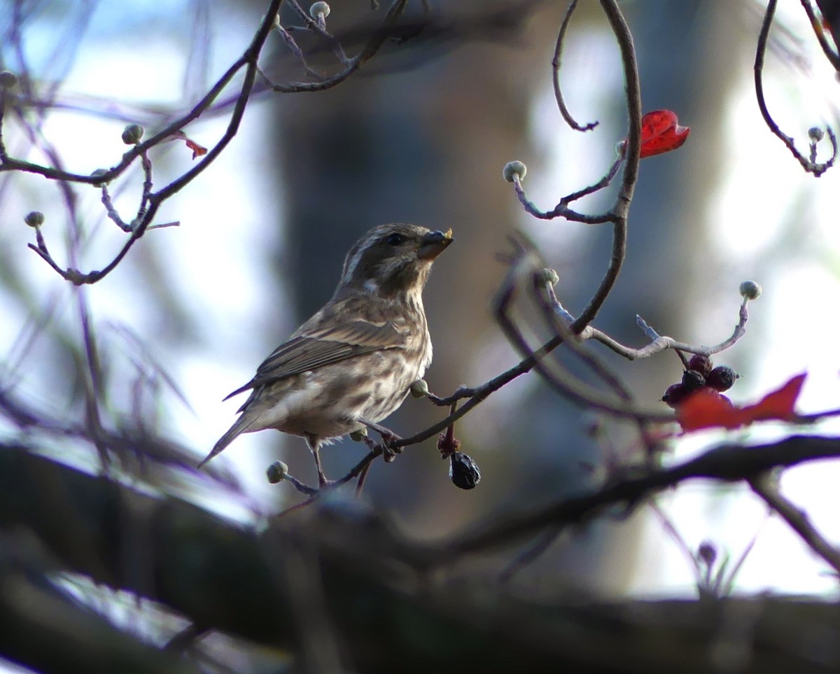 Purple Finch - ML644703777