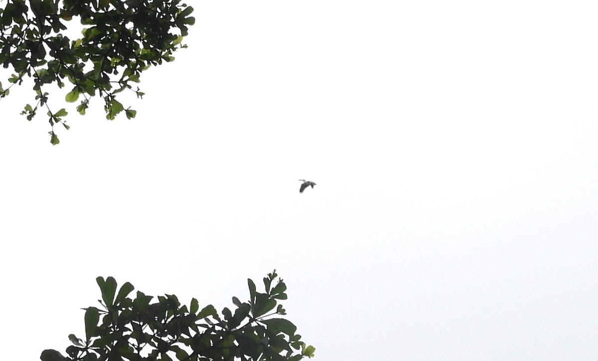 Spot-billed Pelican - ML644703778