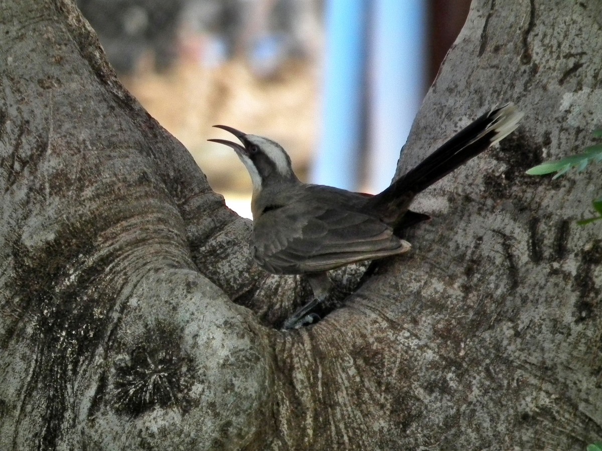 gråkronelarmtrost - ML644703780