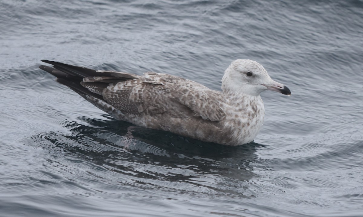 American Herring Gull - ML644703782