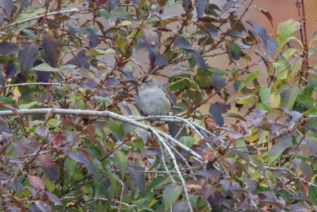 Bruant à couronne blanche - ML644703787