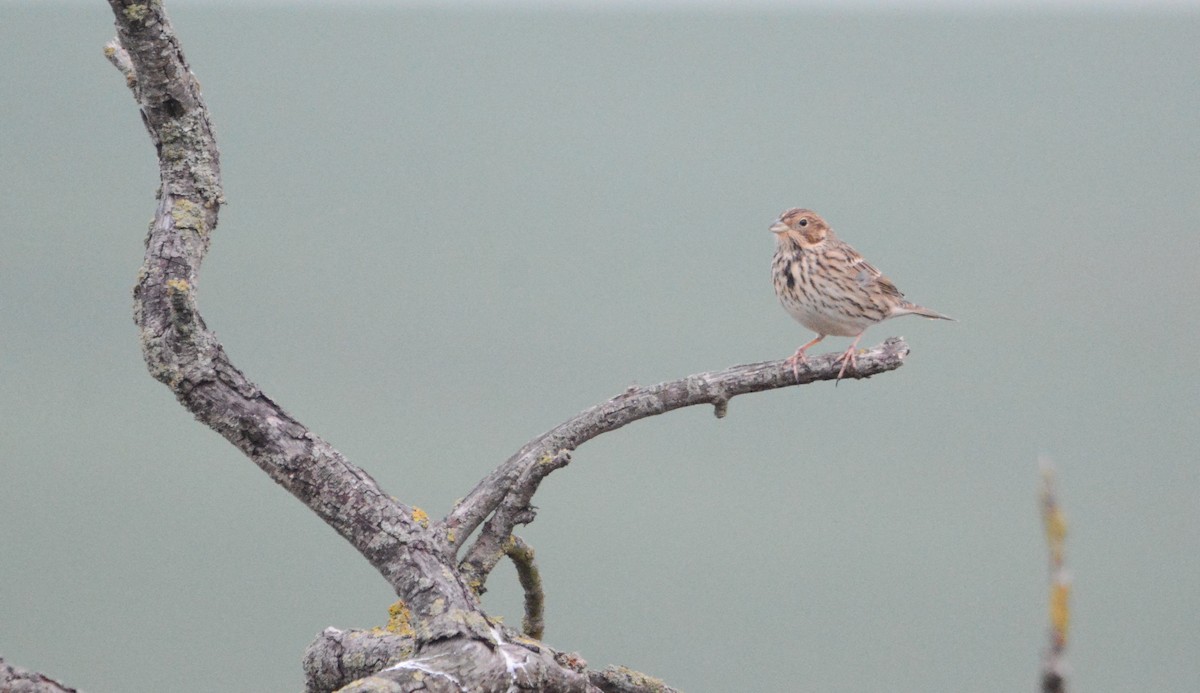 Corn Bunting - ML644703788