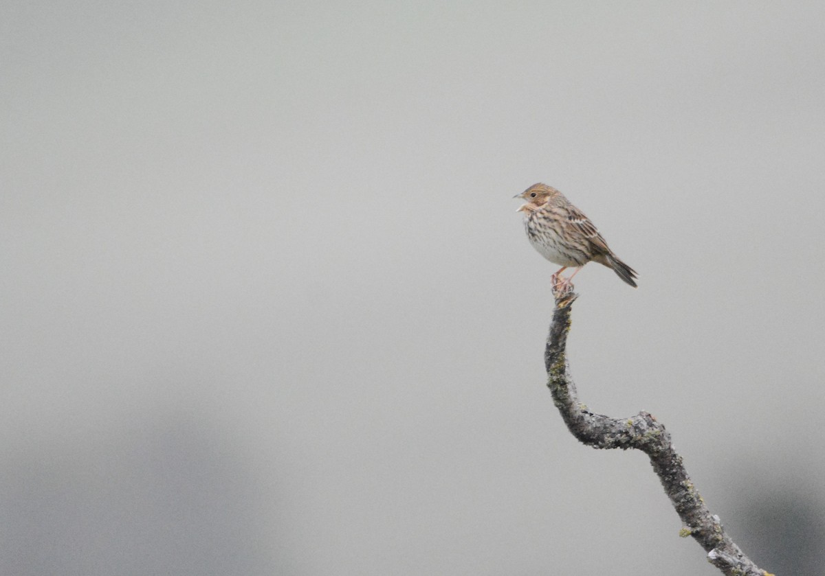 Corn Bunting - ML644703789