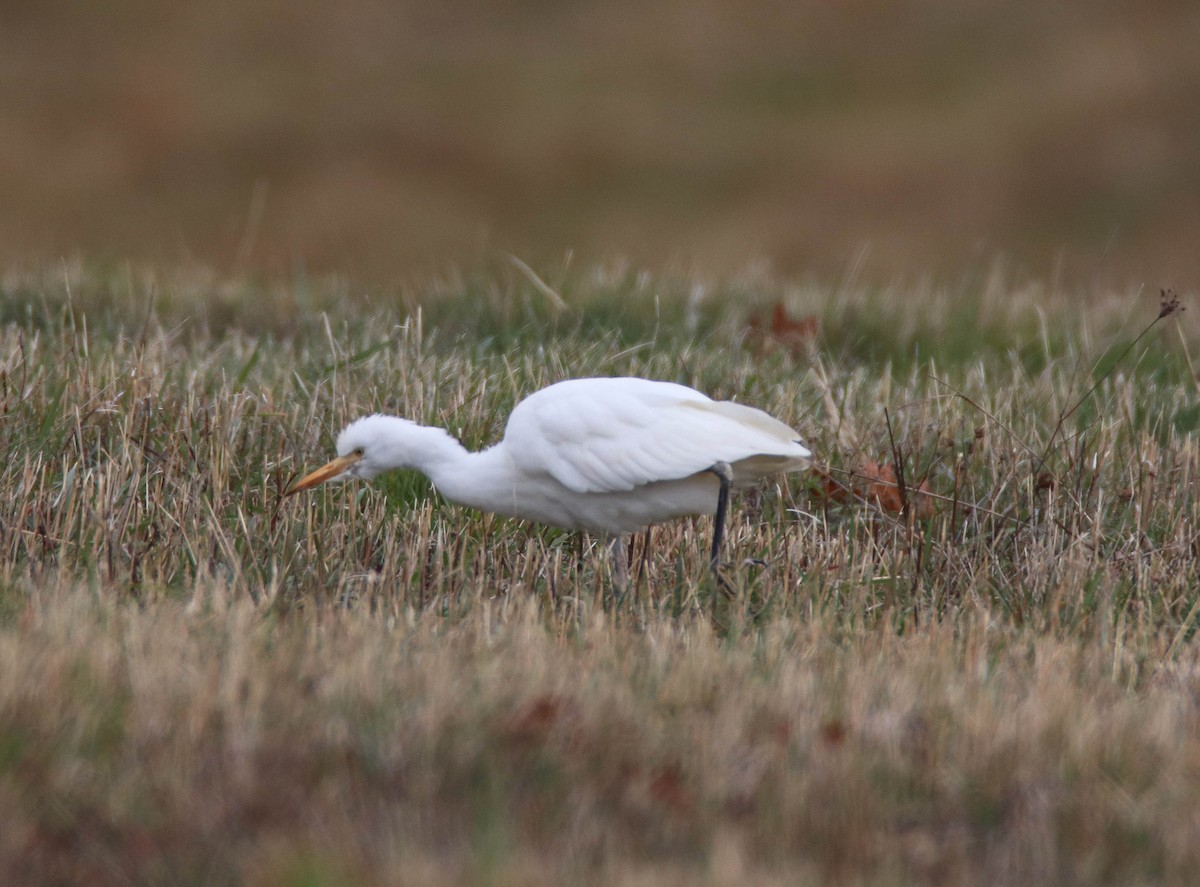 Western Cattle-Egret - ML644703807