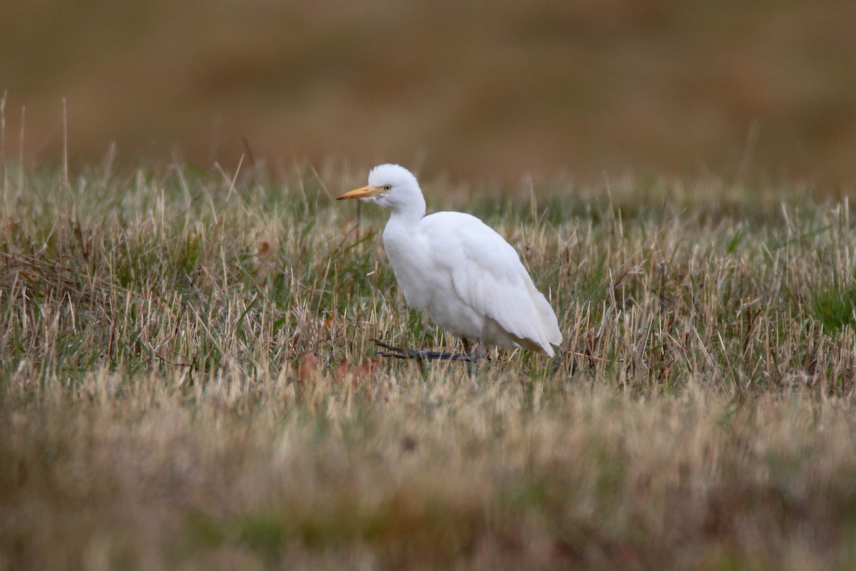 Western Cattle-Egret - ML644703808