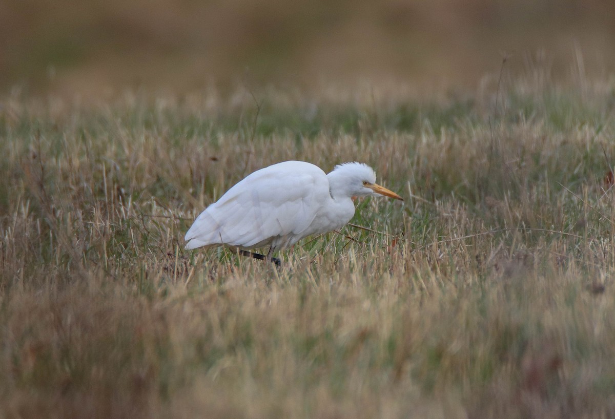 Western Cattle-Egret - ML644703810
