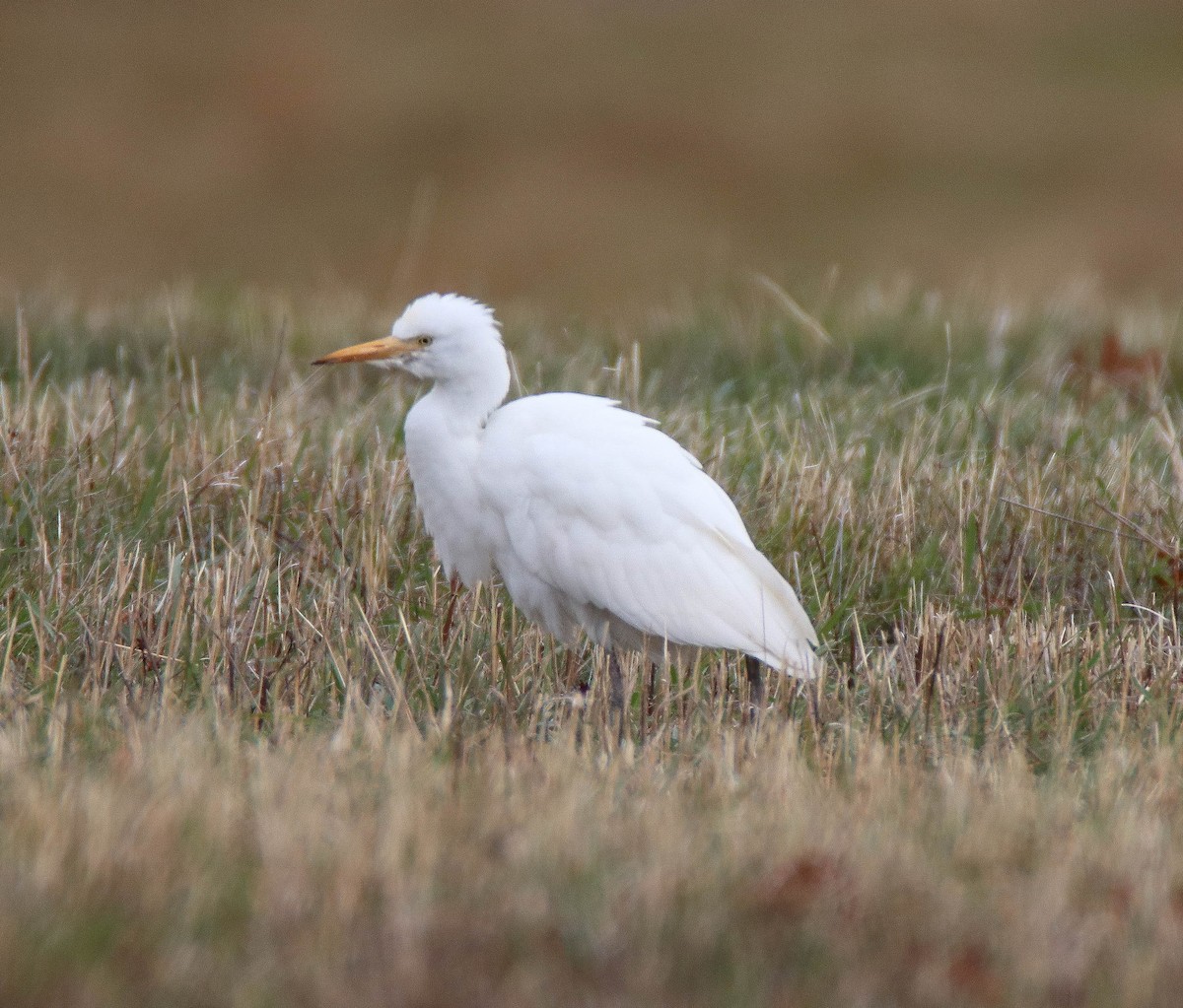 Western Cattle-Egret - ML644703811