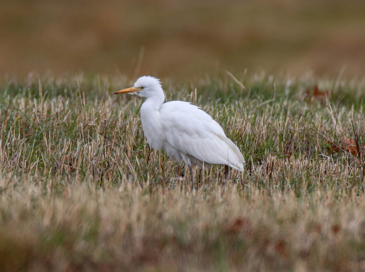 Western Cattle-Egret - ML644703812