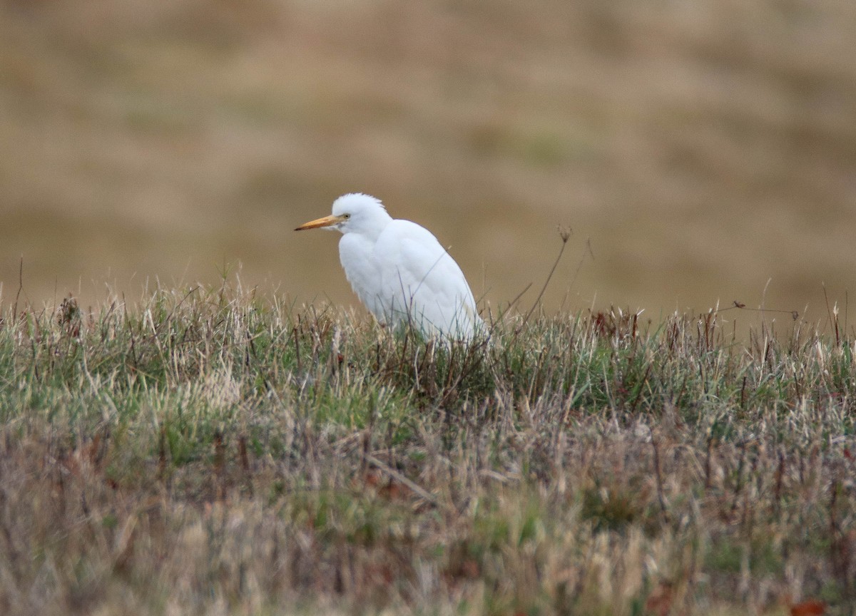 Western Cattle-Egret - ML644703813
