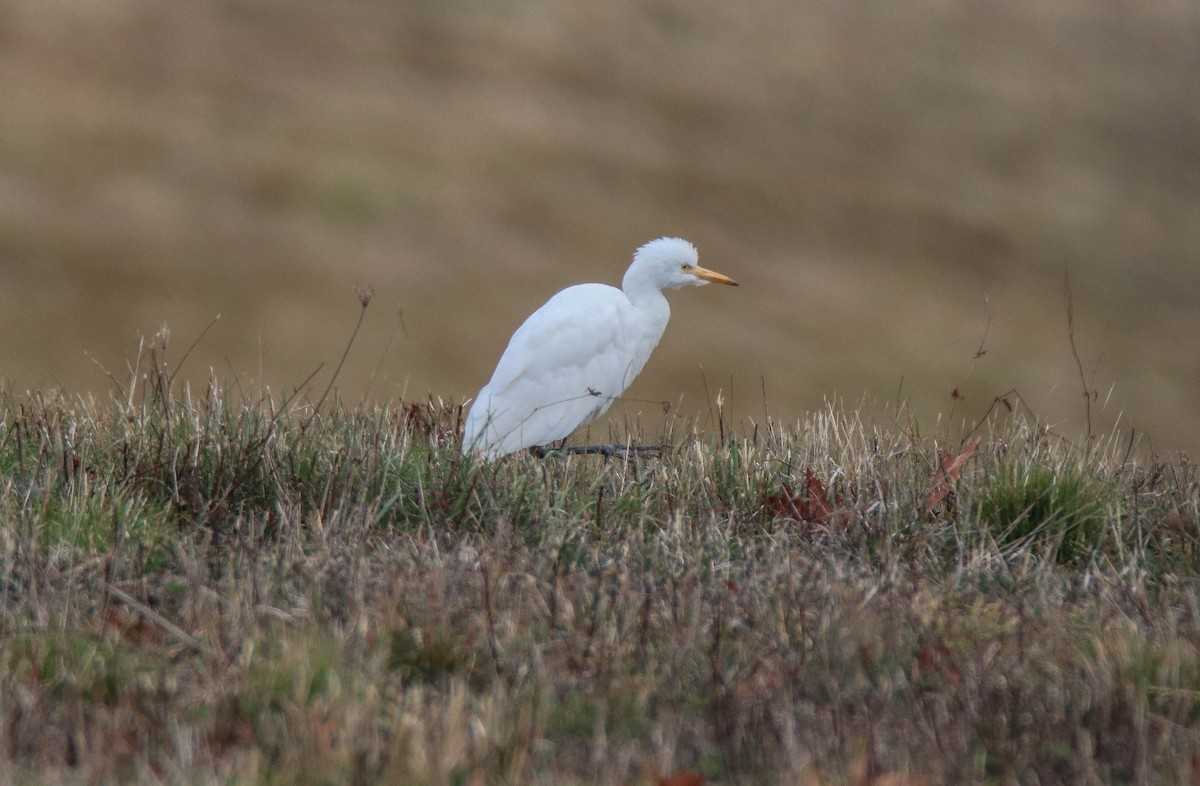 Western Cattle-Egret - ML644703814