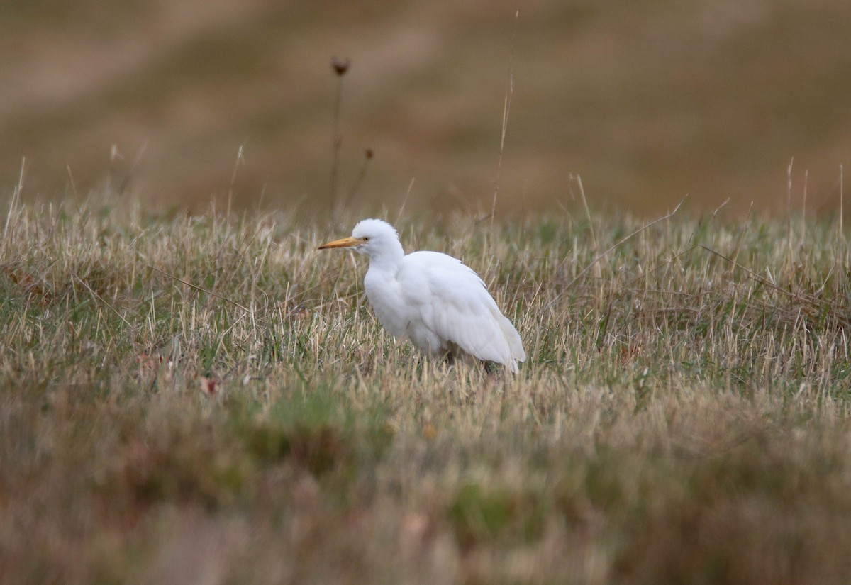 Western Cattle-Egret - ML644703815