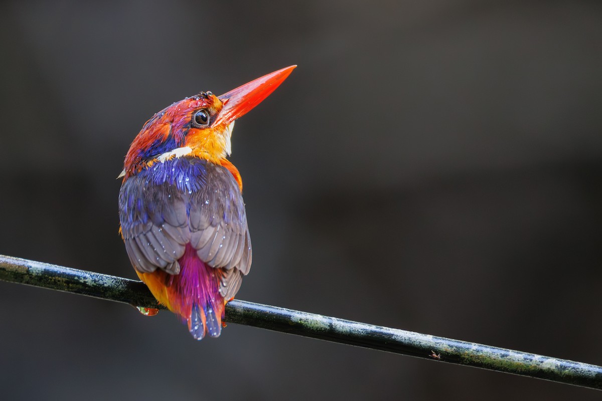 Black-backed Dwarf-Kingfisher - ML644703821